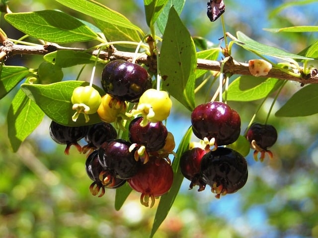 Os polifenóis e a vitamina C presentes na pitanga têm ação antioxidante que ajudam reduzir os danos nas células, mantendo os vasos sanguíneos saudáveis. Reprodução: Flipar