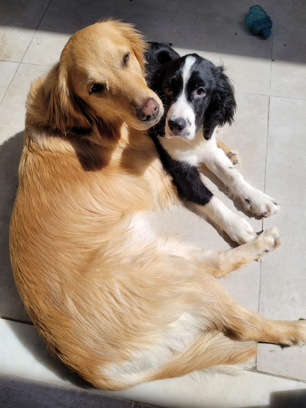 Skyy e sua melhor amiga canina, a Golden Retriever chamada Tequila