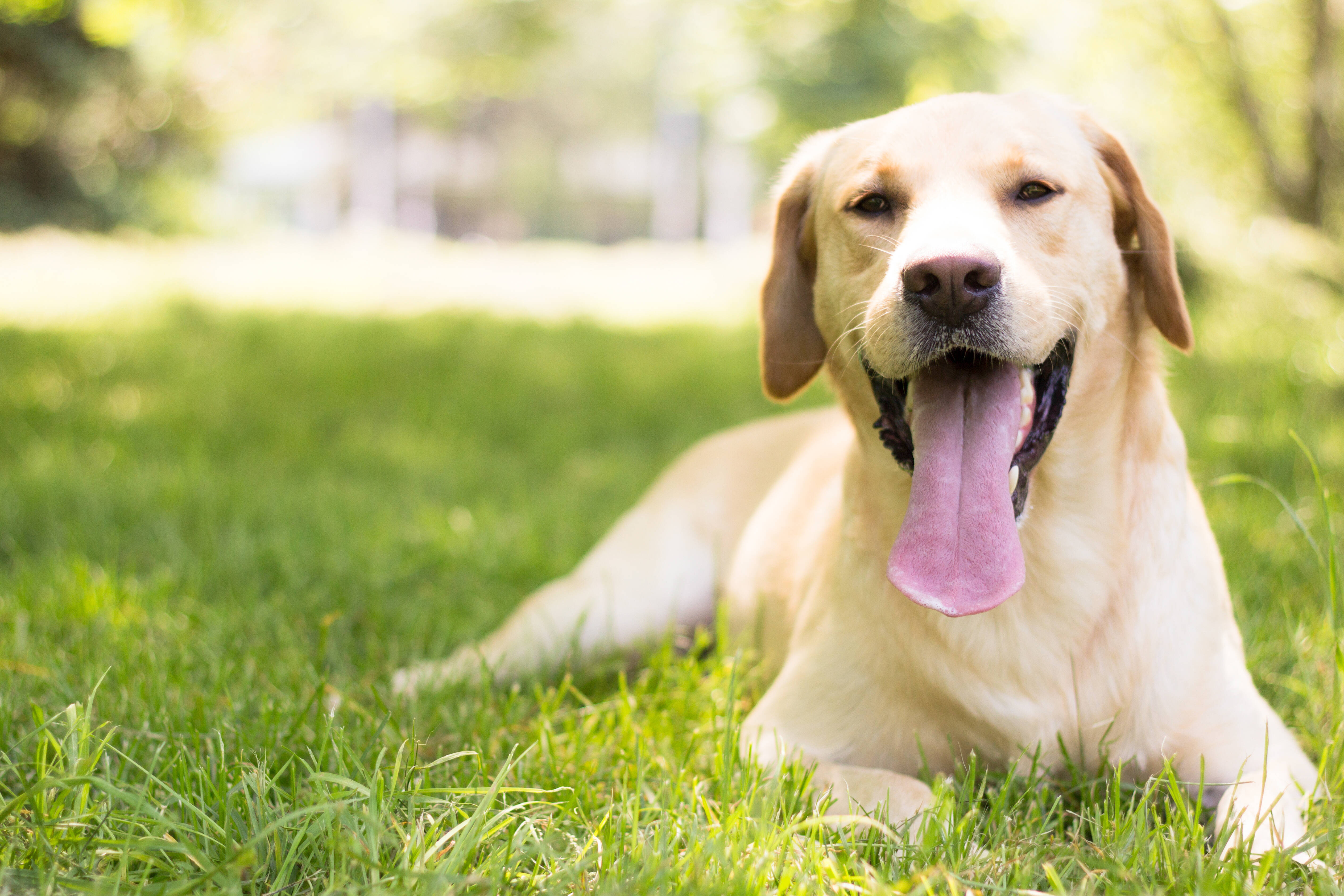 O labrador está entre as raças de cachorro que mais sofrem com o calor . Foto: Shuttersock