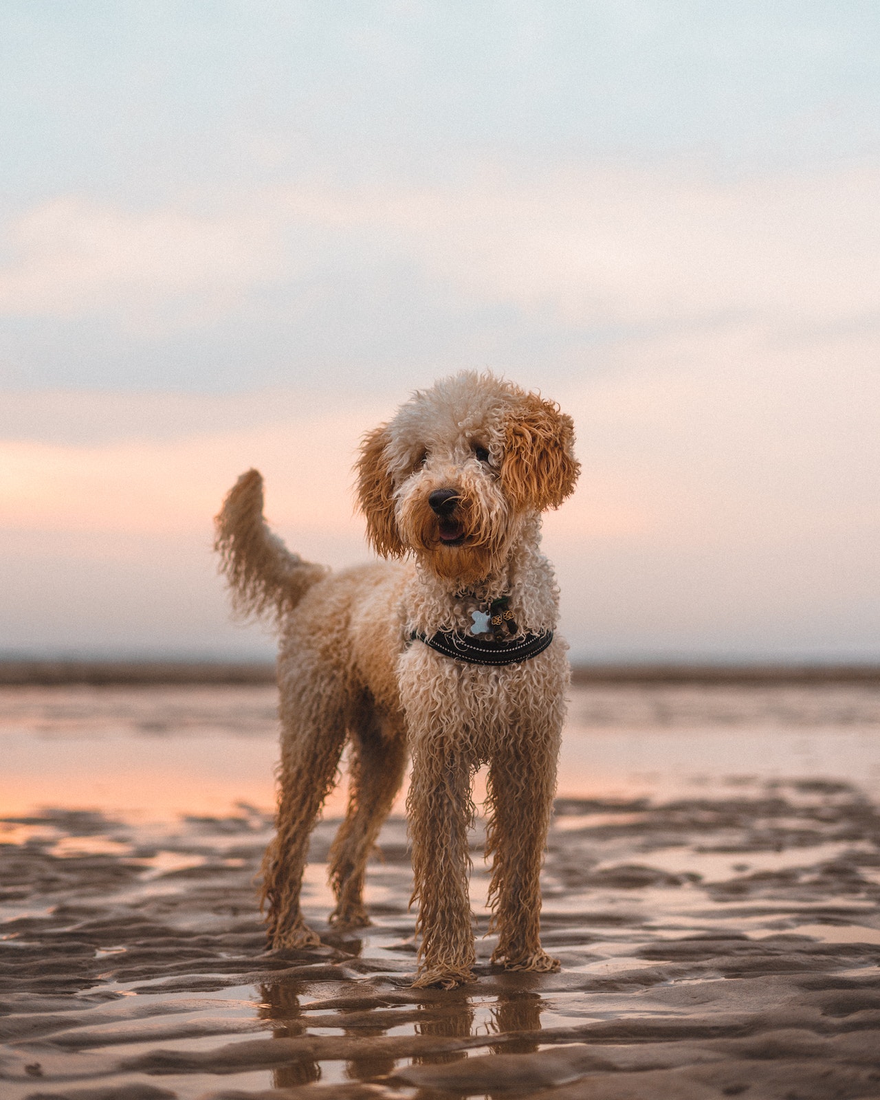 O Labradoodle tem predisposição à doenças como infecções de ouvido e displasia . Foto: Lars Mulder/Pexels