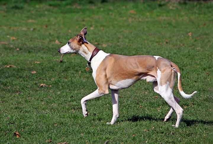O whippet, originário nos campos do norte da Inglaterra, é um cão de caça e bom de corrida. Sua velocidade fazia com que os camponeses os utilizassem como caçadores - chegam até a 60km/h! Reprodução: Flipar