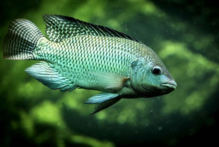 De água doce ou salgada, mais gorduroso ou mais magro, vários tipos de peixes beneficiam a saúde do corpo e podem ser preparados de maneiras diferentes. Tanto em comemorações como no dia a dia.  Reprodução: Flipar