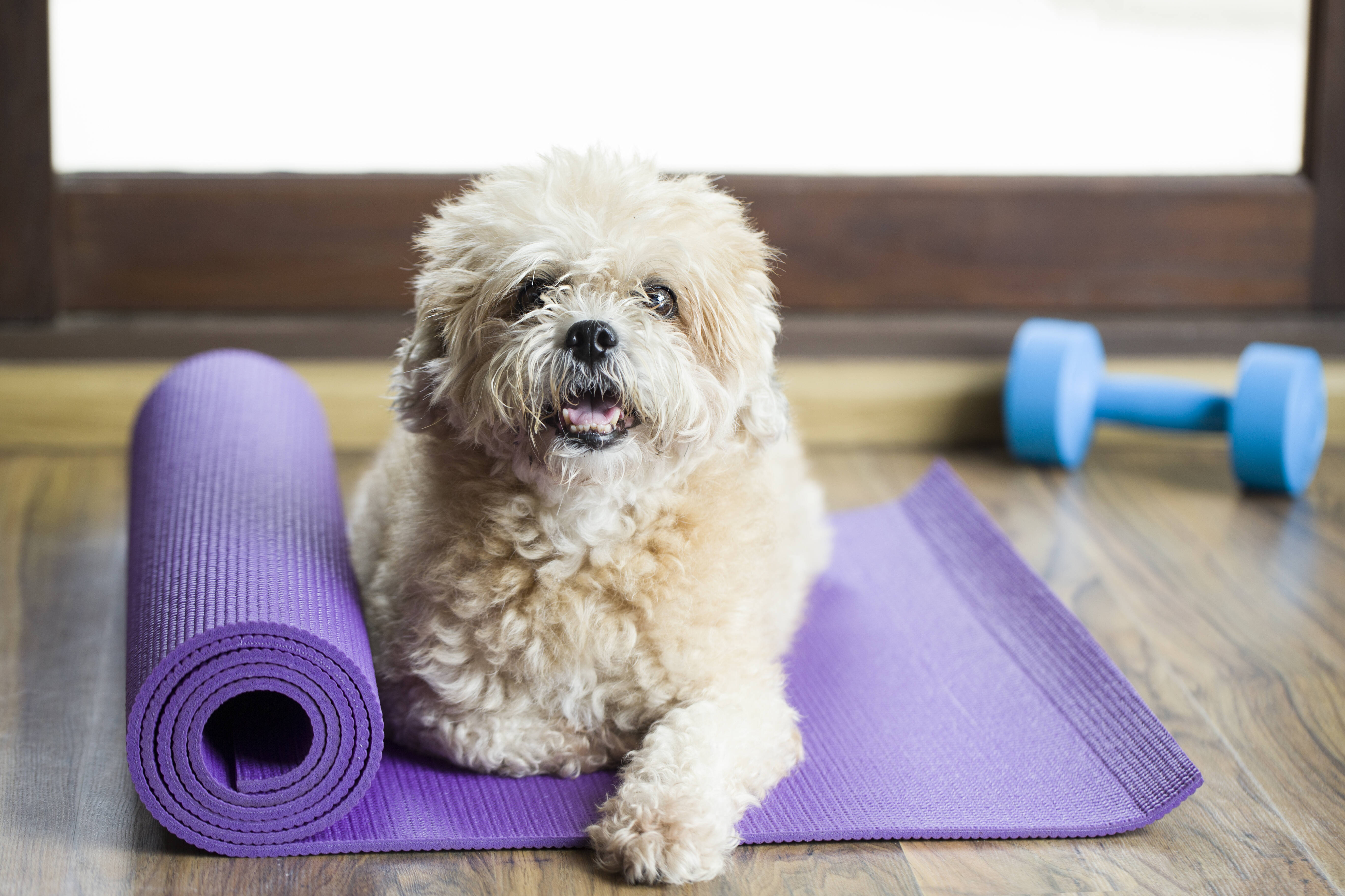 Yoga ajuda a relaxar tanto o tutor quanto o pet, além de estreitar a relação. Foto: Reprodução/ Shutterstock