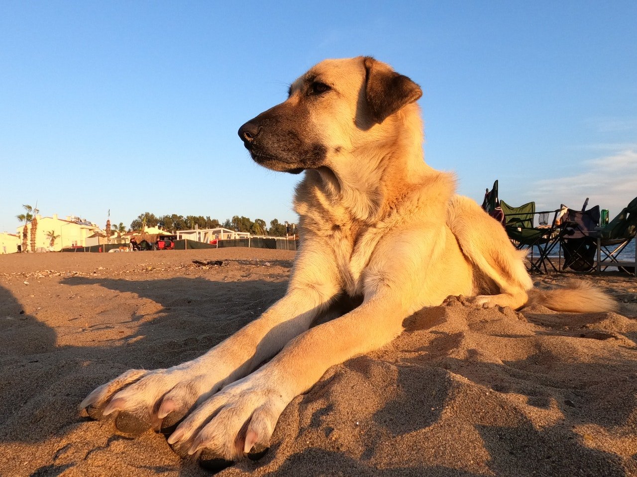 Apesr do tamanho e da mordida poderosa, são cães calmos. Foto: Engin Akyurt/Pexels