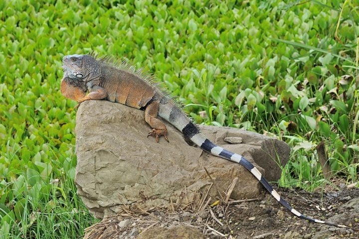 Originárias da América Central e do Caribe, as iguanas não têm predadores naturais na ilha e se adaptaram ao ambiente. Estima-se que cerca de 200 mil vivam nas regiões centrais e sul do país.  Reprodução: Flipar