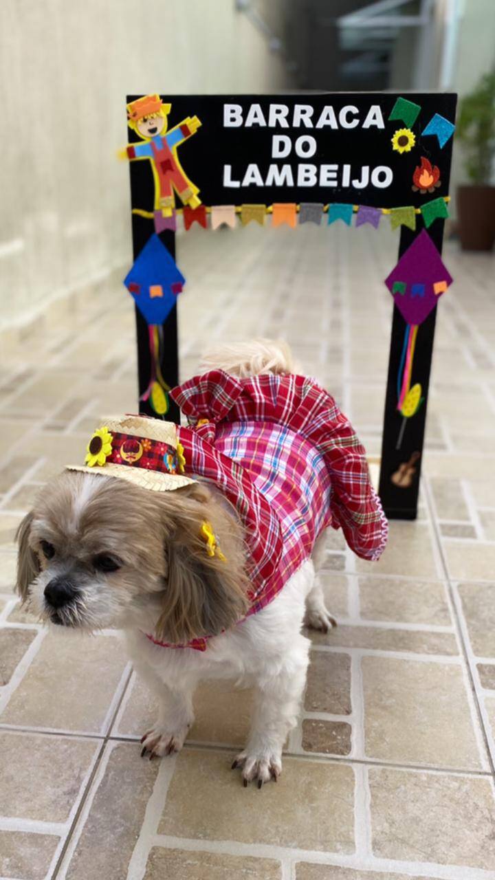 Coleção de festa junina exclusiva para pets inclui camisa e vestido xadrez, além de um chapéu de palha personalizado. Foto: Divulgação/fashionpuppiesoficial