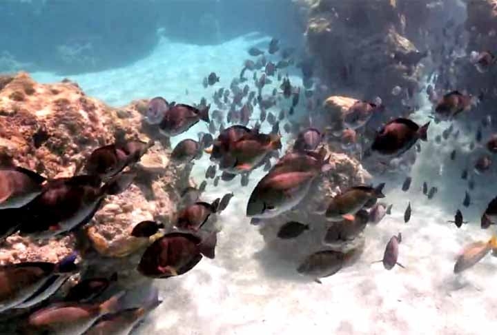 Com isso, a pesquisa confirmou a existência de um vasto sistema de corais ao longo da costa semiárida do Nordeste, incluindo Piauí, Ceará e Rio Grande do Norte, com cerca de 1.000 km. Reprodução: Flipar