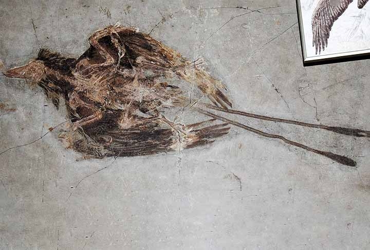 Confuciusornis é um género fóssil de aves primitivas, do tamanho de um corvo, que habitou a Terra entre 125 e 140 milhões de anos atrás.  Reprodução: Flipar