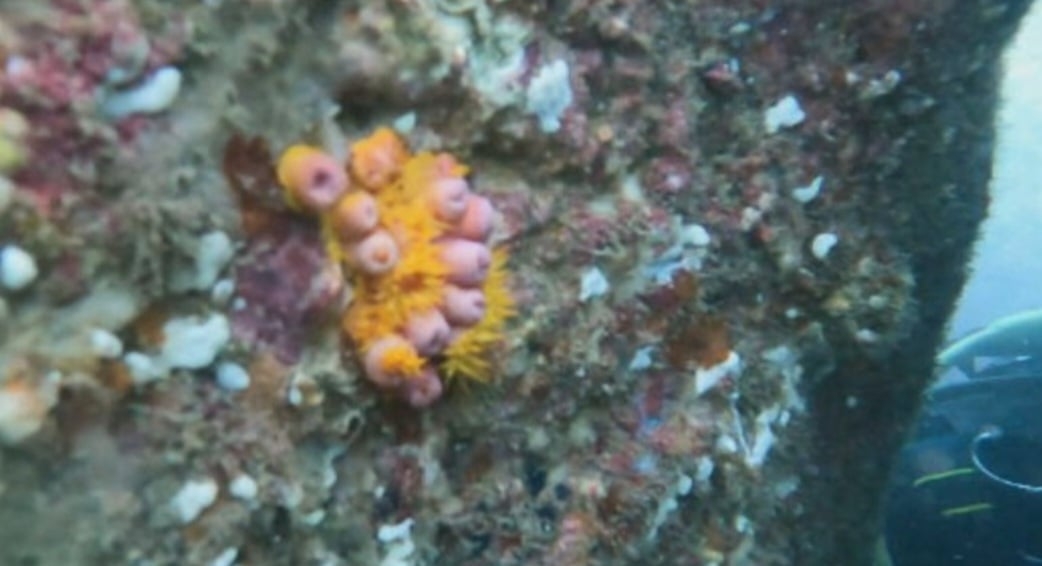 Para os cientistas, o coral-sol deve ter chegado justamente em cascos de navios que vieram de países do Índico e do Pacífico Reprodução: Flipar