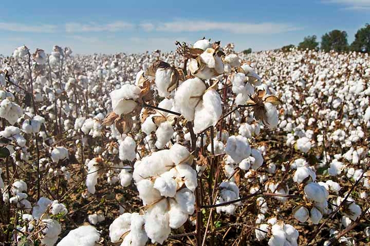 Em 2023, o Brasil manteve a posição de segundo maior exportador mundial de algodão (atrás dos EUA) com 1,6 milhão de toneladas enviadas ao exterior de janeiro a dezembro. O Brasil movimentou uma receita de US$ 3 bilhões no ano. Reprodução: Flipar