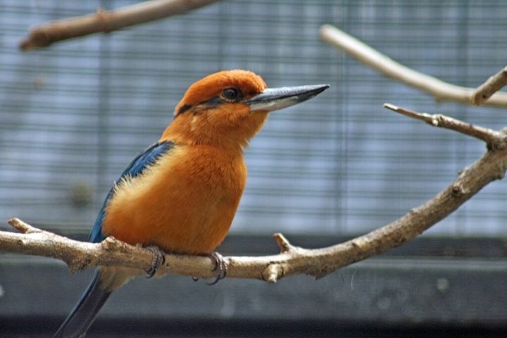 Depois de quase 40 anos desaparecido da natureza, um pássaro dado como extinto voltou a se reproduzir em seu habitat natural. Reprodução: Flipar