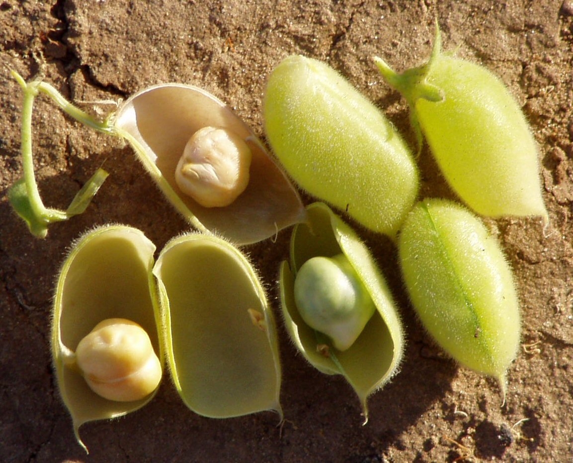 Isso auxilia na prevenção de doenças cardiovasculares, como aterosclerose, infarto e AVC. Ao reduzir os níveis de colesterol ruim (LDL) e aumentar os de colesterol bom (HDL), o grão-de-bico se torna um aliado importante para a saúde do coração. Reprodução: Flipar