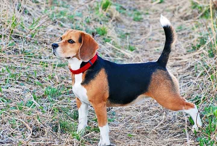 Beagles não são tão silenciosos em geral, mas, como essa tendência é atrelada à sua condição de vida, é possível encontrar uns bem quietos. Reprodução: Flipar