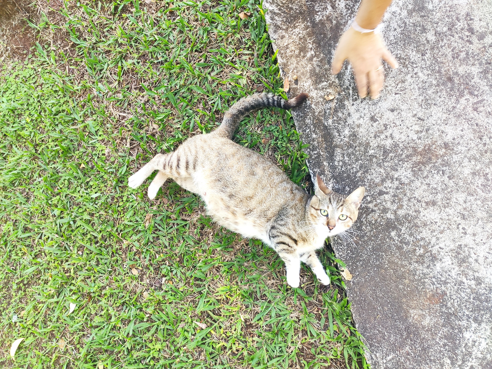 Apesar de não ser ainda um ambiente pet friendly, os funcionários do resort ajudam a cuidar de vários gatos que apareceram por ali durante a pandemia de Covid-19