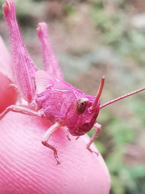 Por isso, embora oficialmente a expectativa de vida de todos os gafanhotos seja a mesma (4 meses), os que têm cor rosa tendem a viver menos porque são alvos de predadores com maior facilidade. 
 Reprodução: Flipar