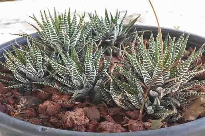 Os cactos são frequentemente usados como plantas ornamentais e alguns na agricultura. Plantas pouco usuais, adaptadas a ambientes extremamente quentes ou áridos, apresentando ampla variação anatômica e capacidade fisiológica de conservar água.  Reprodução: Flipar