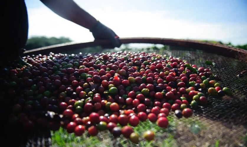 Os produtores estão em época de colheita de café no Brasil. A expectativa é de excelente safra em 2024.  Segundo a Companhia Nacional de Abastecimento (Conab), há uma projeção de 58 milhões de sacas de café - um aumento de 5,5% em relação à quantidade em 2023. Reprodução: Flipar