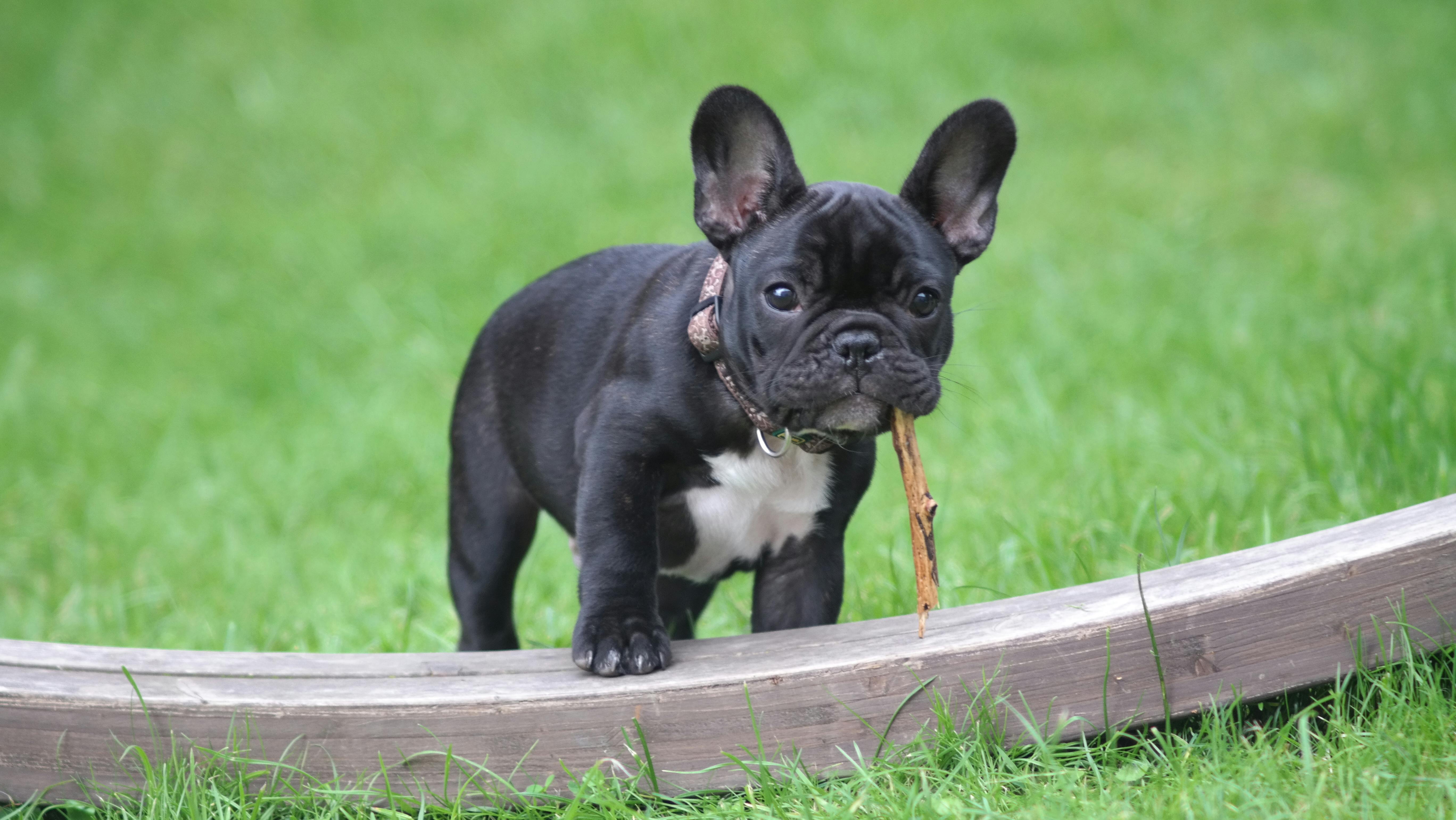 Buldogue Francês: um pouco mais ativos que as demais raças, mas, ainda assim, gosta de carinho e de brincar. São sociáveis e sempre querem companhia Reprodução