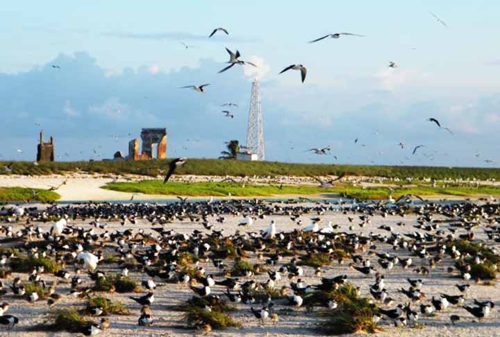 Este patrimônio natural, declarado Reserva da Biosfera pela UNESCO, é crucial para a pesquisa científica e a conservação da biodiversidade marinha. Reprodução: Flipar