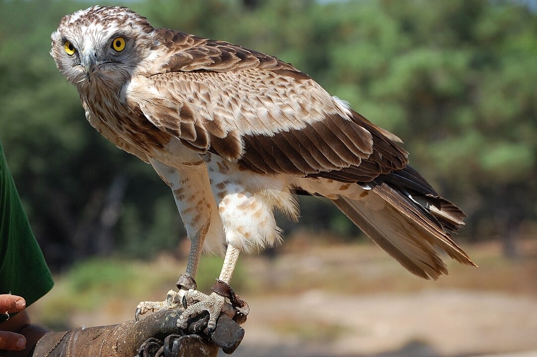 Águia-serpentária-africana ou águia-cobreira (Circaetus gallicus) – Conhecida por sua dieta rica em cobras, vive em regiões da África e é adaptada para capturar répteis em áreas de savana e semideserto. Esta é uma espécie do Velho Mundo que se distribui pela bacia do Mediterrâneo, Rússia e áreas da Ásia (Paquistão, Índia e Indonésia). É uma águia de cor clara, com asas muito compridas. Reprodução: Flipar