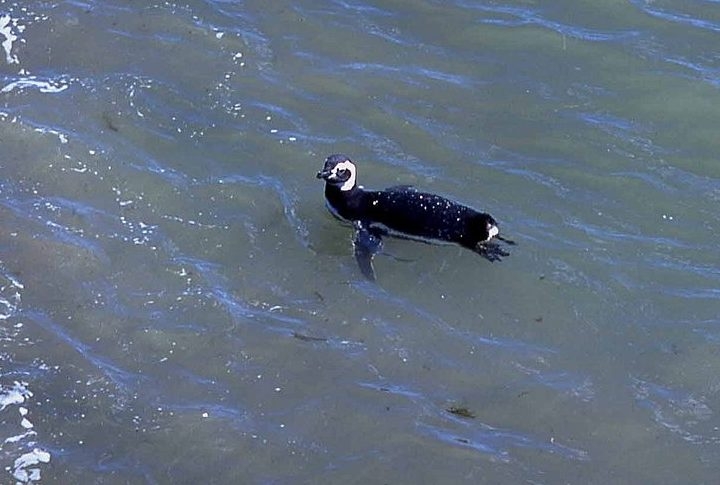 O pinguim-de-magalhães tem asas que se adaptaram para dar impulso na água. Mas, quando o mar está muito revolto, esse recurso não é suficiente. Reprodução: Flipar