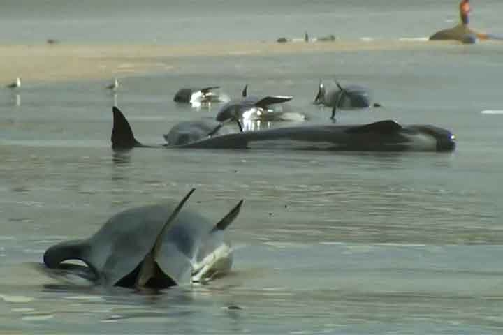 Especialistas sugerem que os encalhes podem ocorrer por desorientação ao seguir presas para a costa ou por um líder do grupo guiar os outros erroneamente para a praia.  Reprodução: Flipar