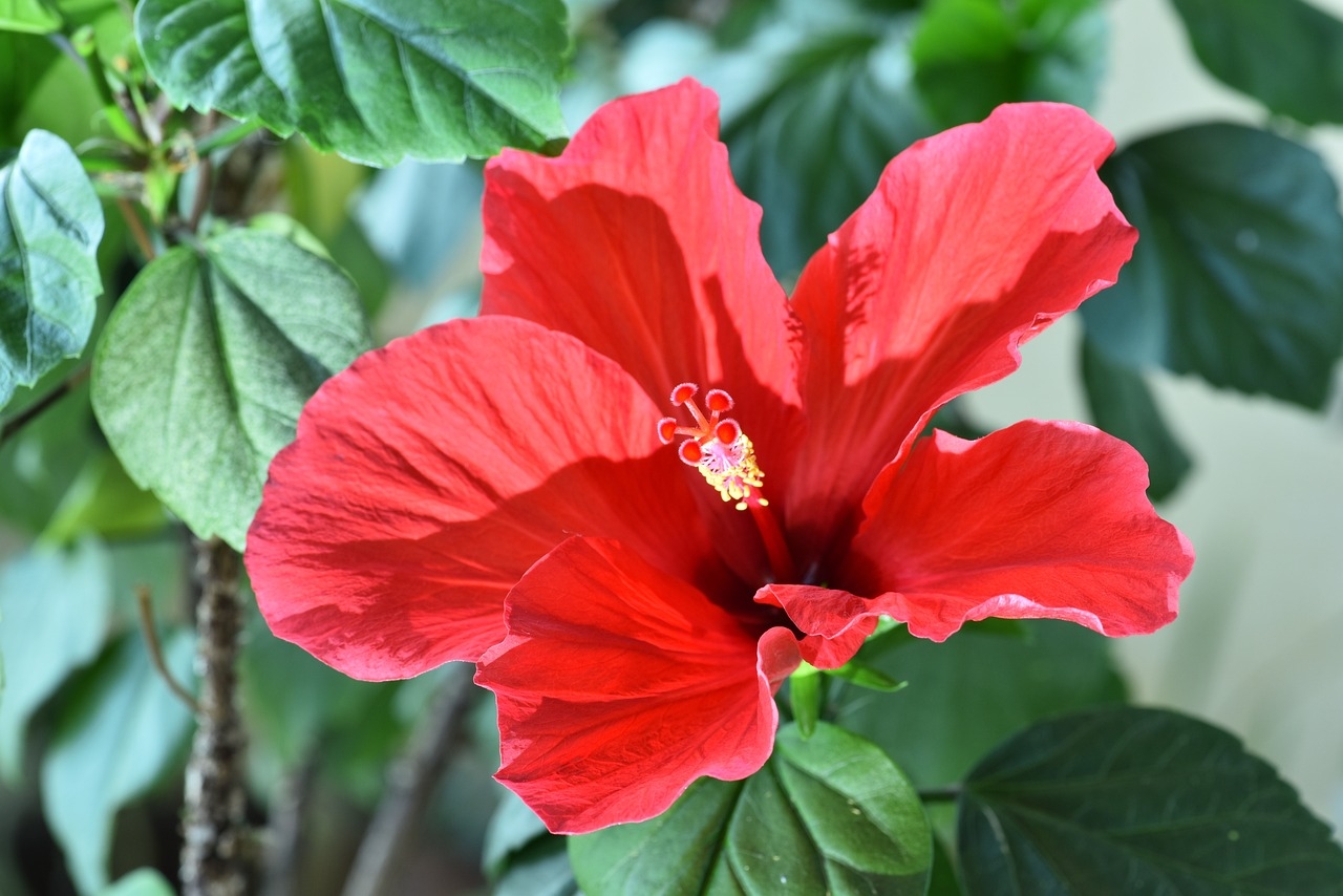 Rosa chinesa (Hibiscus rosa-sinensis) é uma planta originária da Ásia tropical, encontrada principalmente na China, Índia, Indonésia e Brasil. Ela se adapta bem a jardins em áreas de clima quente e úmido. Suas flores exuberantes desabrocham durante o verão e início do outono, atraindo polinizadores e decorando paisagens com sua vibrante cor vermelha. Reprodução: Flipar