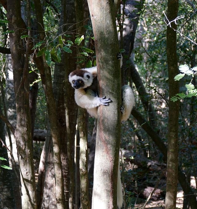 Os lêmures-sifaka são naturais da Ilha de Madagascar, onde lutam diariamente pela sobrevivência.  Reprodução: Flipar