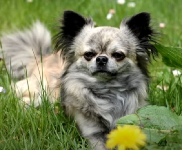 Considerado um dos menores cães do mundo, o Chihuahua é uma raça originária do México e tem esse nome como homenagem ao estado de origem.