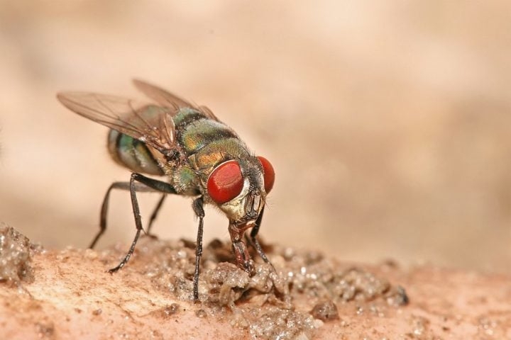 Outro grupo conhecido são as moscas-varejeiras, que depositam seus ovos em tecidos em decomposição ou diretamente em animais vivos. Reprodução: Flipar