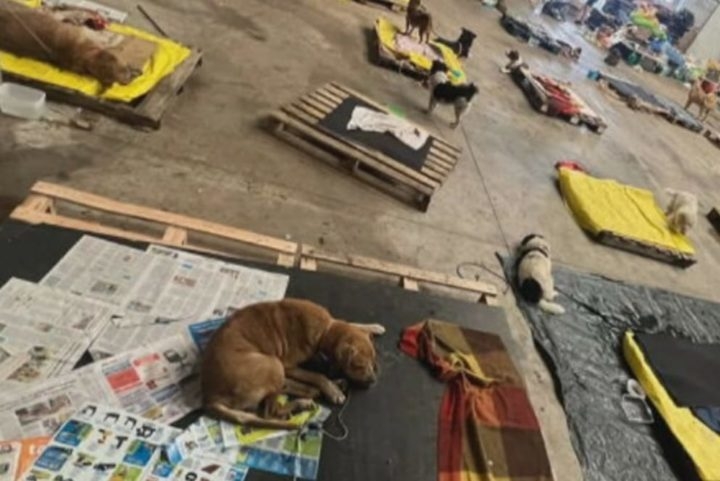 Na cidade de São Leopoldo, que fica próxima de Porto Alegre, alguns dos animais resgatados estão sendo levados para um grande galpão que costumava ser um hipermercado. Reprodução: Flipar