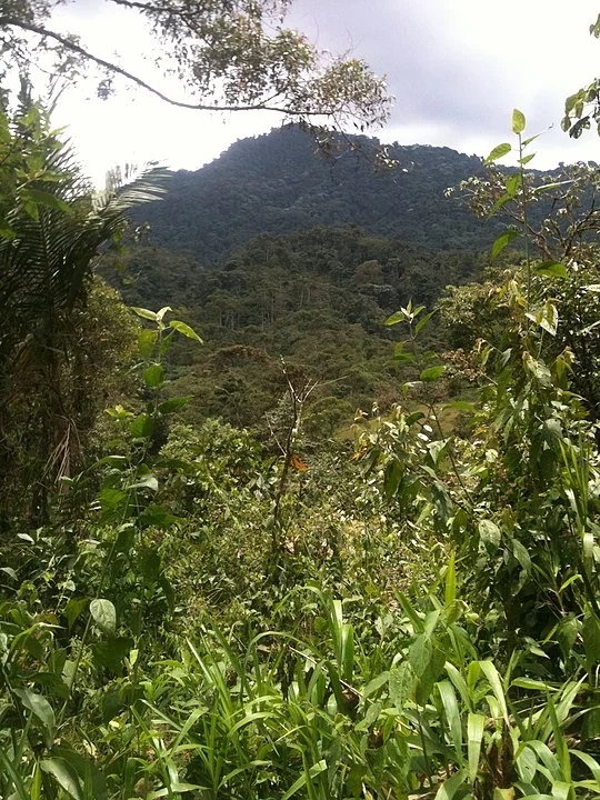 5ª - Floresta Nublada – Equador - Localizada na Cordilheira do Andes,  possui mais de 400 espécies de aves, que atraem grande número de visitantes.  Reprodução: Flipar