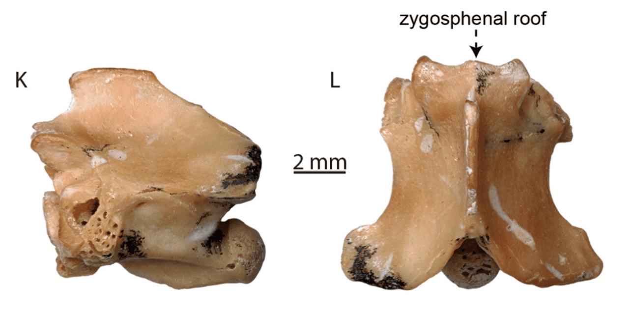 Sua origem remonta a milhões de anos, com registros fósseis apontando para linhagens que evoluíram na Ásia e África. As najas são algumas das cobras mais antigas com estratégias defensivas visuais bem desenvolvidas. Reprodução: Flipar