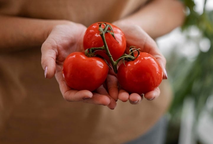 A produção de tomates é fundamental para a agricultura da Itália, tanto para consumo direto quanto para processamento industrial.  Reprodução: Flipar