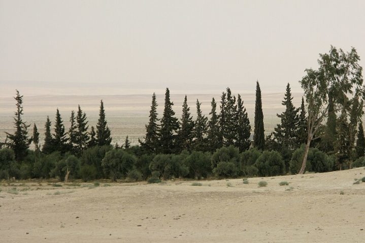 Em áreas onde a água está disponível, como em oásis ou próximo a wadis (leitos de rios secos que ocasionalmente recebem água), pode-se encontrar uma vegetação um pouco mais densa, incluindo tamareiras e outras plantas que conseguem sobreviver com pouca água. Reprodução: Flipar