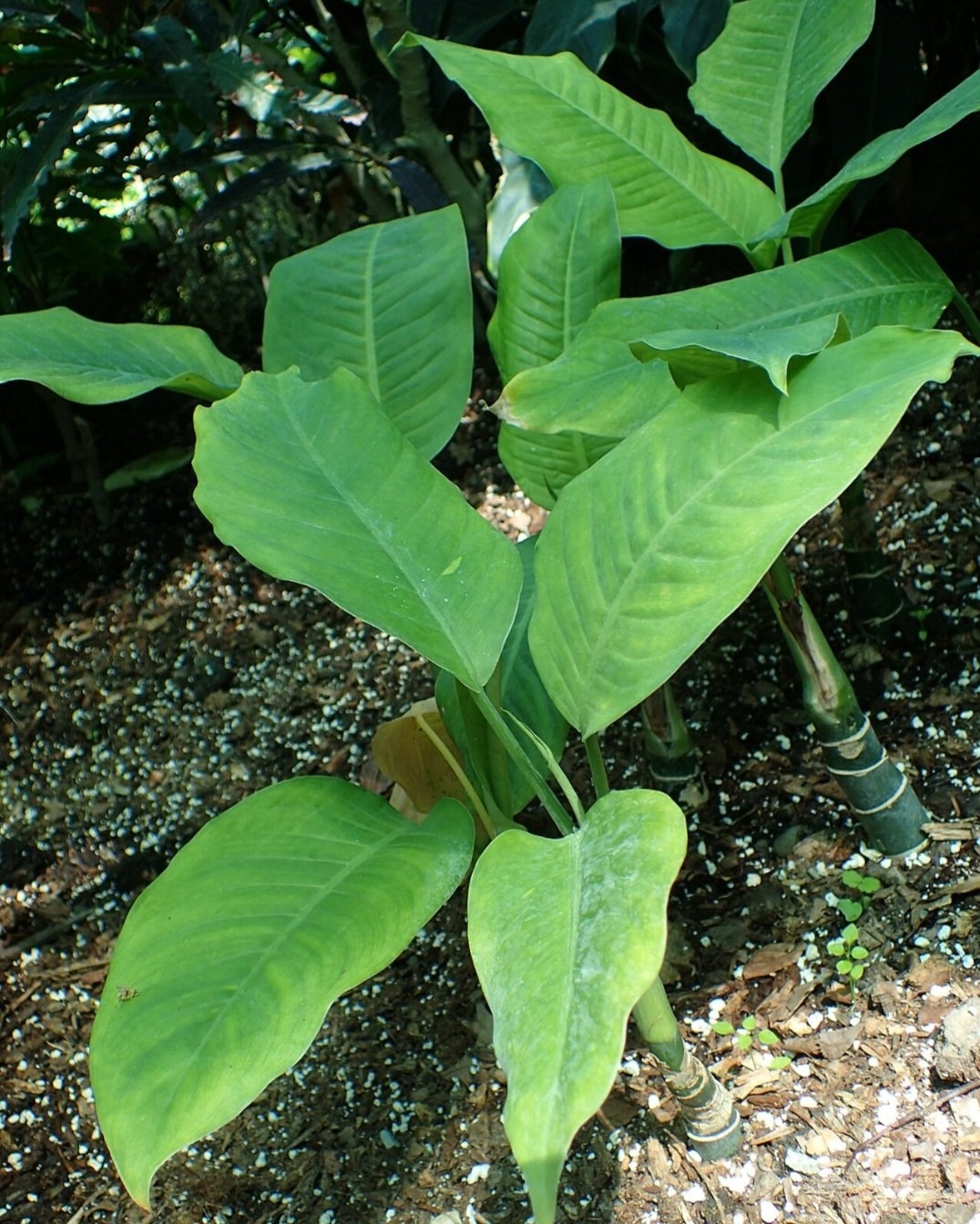 Plantas perigosas podem conter toxinas que causam irritações, intoxicações e até morte,  por contato ou por ingestão. Para evitar contaminação, é importante identificá-las corretamente, usar luvas ao manuseá-las e mantê-las fora do alcance de crianças e animais. Em caso de exposição, deve-se lavar a área afetada e procurar ajuda médica imediatamente.

 Reprodução: Flipar