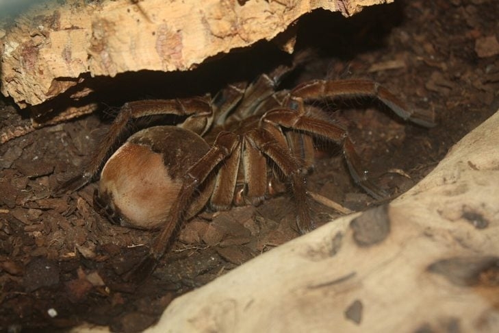 Aranha-golias-comedora-de-pássaros (Theraphosa blondi): Essa é uma aranha carnívora que vive na Amazônia. Ela é a maior aranha da América do Sul, com uma envergadura de pernas de até 25 centímetros, além de ter um veneno considerado potente para suas presas. Reprodução: Flipar