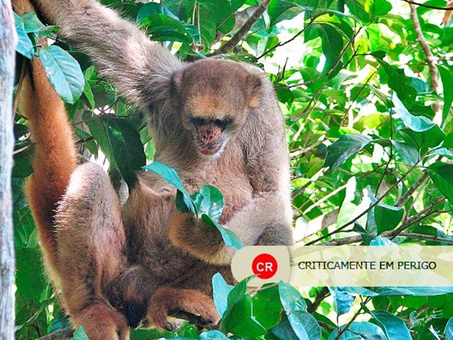 Muriqui-do-Norte - É o maior primata das Américas, chegando a pesar 15 kg. Só é encontrado na Mata Atlântica e sofre com o desmatamento e a caça.  Reprodução: Flipar