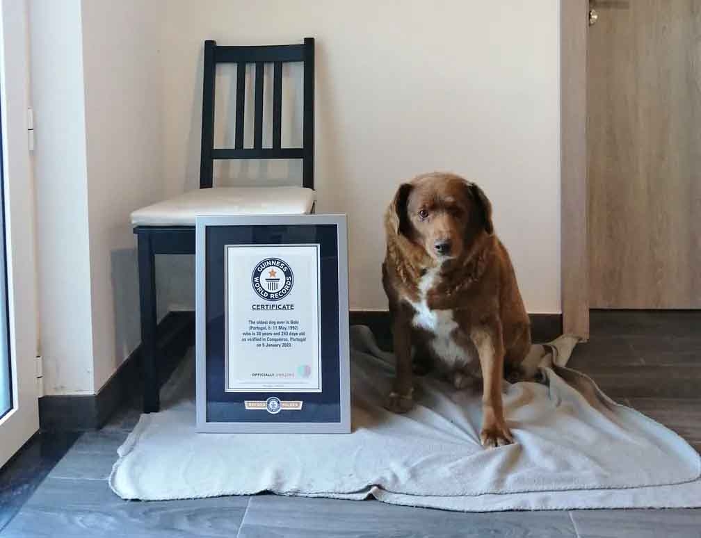 Olha ele aí ao lado do certificado: é o cão com a vida mais longa em todos os tempos. A veterinária de Bobi, Karen Becker, o homenageou nas redes sociais.  