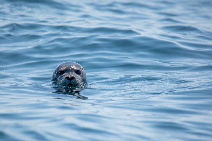 Eles basicamente vivem da pesca e da caça de focas, ursos e raposas em uma área de aproximadamente 7,4 km², onde estão localizadas cerca de 40 casas. Reprodução: Flipar