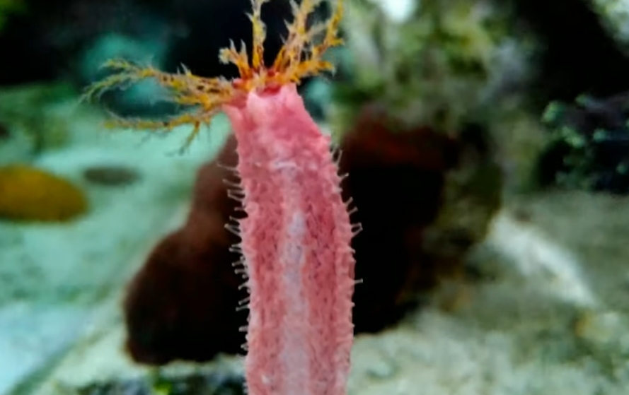 Mas muitas criaturas marítimas com formatos estranhos e habilidades especiais já são catalogadas. Veja algumas espécies super curiosas.  Reprodução: Flipar