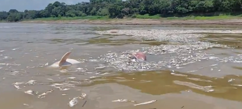 O drama da seca no Amazonas também afeta os animais. O problema atinge 60 dos 62 municípios do Amazonas. 