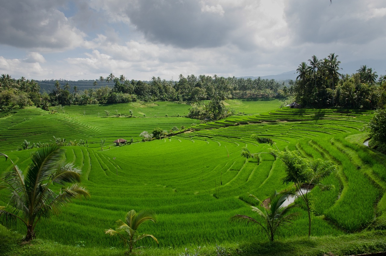 Nesses países a agricultura do arroz também é vital. E os arrozais têm belas paisagens. Na foto, uma plantação de arroz em Bali, na Indonésia.  Reprodução: Flipar