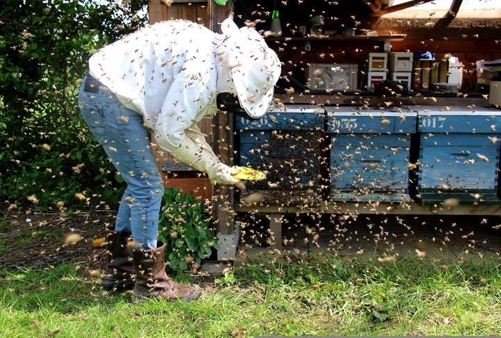 A apicultura contribui, de forma eficaz, para minimizar a interferência e a degradação da natureza, corroborando com a produção integrada na agropecuária. Criar abelhas é de suma importância para a agricultura pela efetiva polinização, que, por sua vez, provoca um significativo aumento na produção agrícola. Reprodução: Flipar