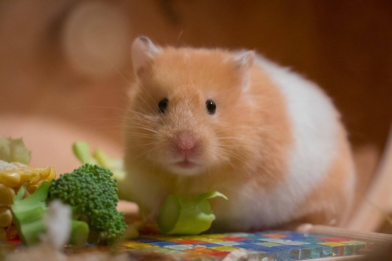 Para evitar a hibernação, mantenha o animal  em ambiente aquecido e com alimentação e água regulares. Se ele entrar em processo de hibernação, o ideal é, aos poucos, reanimá-lo, pois ele não armazena gordura corporal e pode acordar debilitado.   Reprodução: Flipar