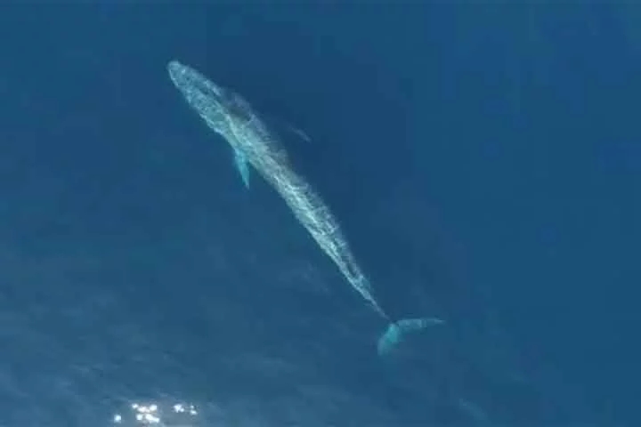 As baleias-azuis eram, até ao início do século XX abundantes em quase todos os oceanos. Caçadas durante mais de um século, foram levadas à beira da extinção pelos baleeiros, até se tornarem objeto de mecanismos de proteção adotados pela comunidade internacional em 1996. Reprodução: Flipar