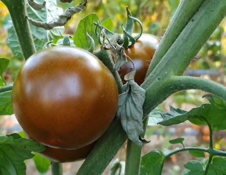 Pomodoro Nero di Val Gardena: Também conhecido como tomate preto da Val Gardena, é uma variedade rara e única. Sua cor escura quase roxa e sabor intenso com notas defumadas o tornam um ingrediente especial para pratos gourmet. Reprodução: Flipar