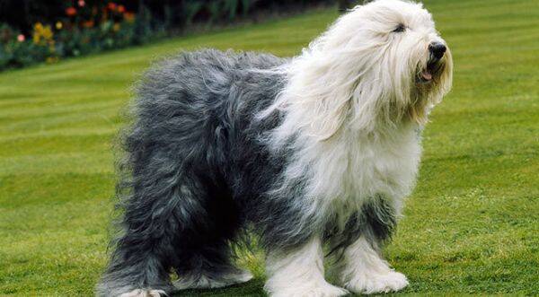 Old English Sheepdog é um cachorro grande, fofo e muito carinhoso. Foto: Reprodução/ Redes Sociais