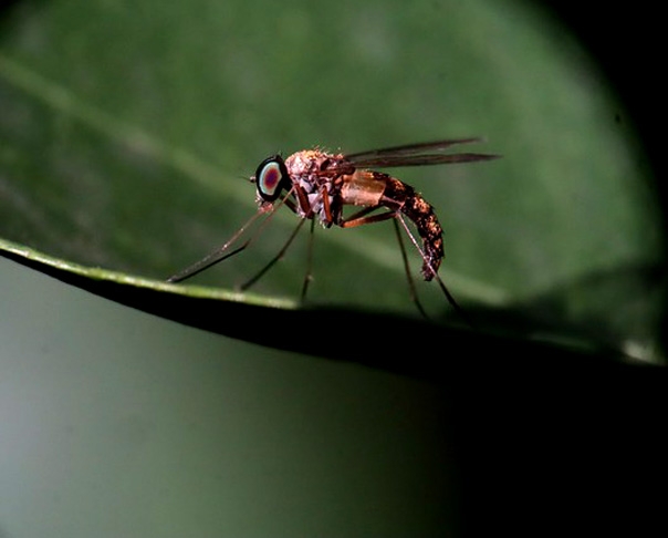 Por ano, são 725 mil mortes causadas por mosquitos, contra 125 mil das cobras, em todo o mundo.  Além da leishmaniose, mosquitos também transmitem doenças que podem ser fatais, como dengue, febre amarela,  chikungunya e malária.  Reprodução: Flipar