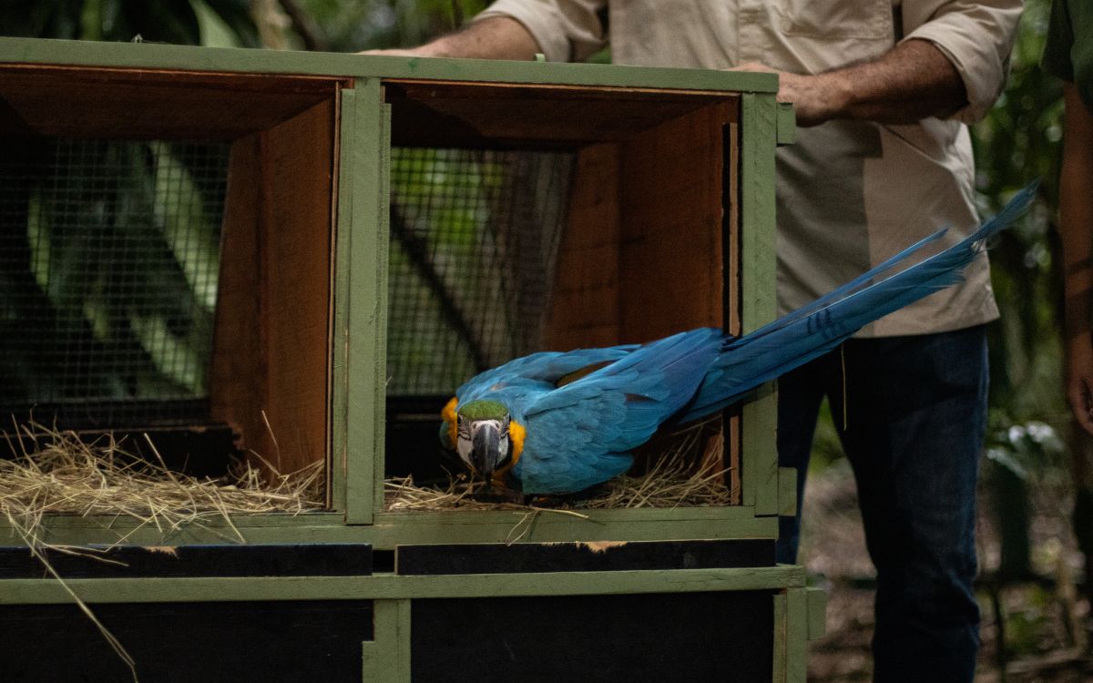 Araras-canindés voltam à Floresta da Tijuca após dois séculos de extinção. Foto: Divulgação/Flavia Zagury